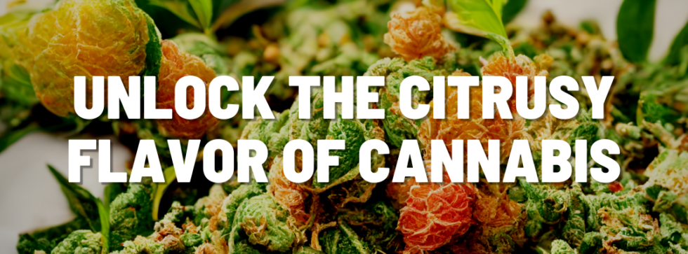 Unlock The Citrusy Flavor Of Cannabis Humble Root