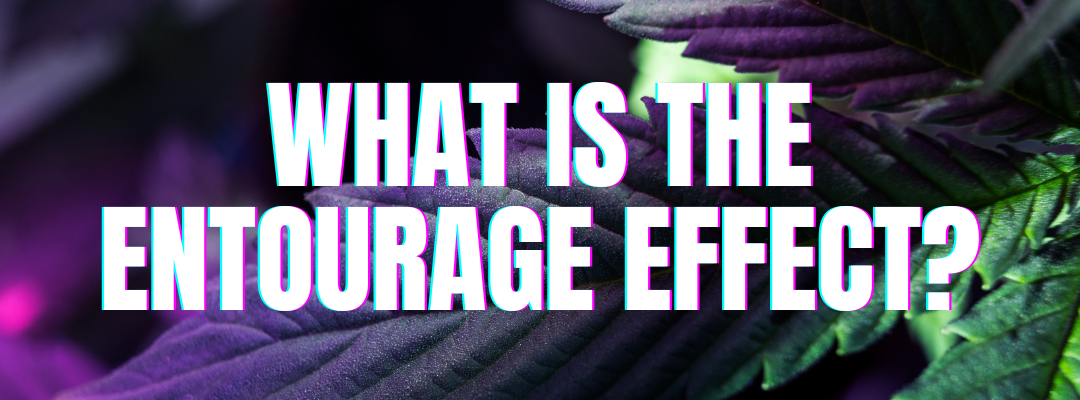 What is the Entourage Effect?